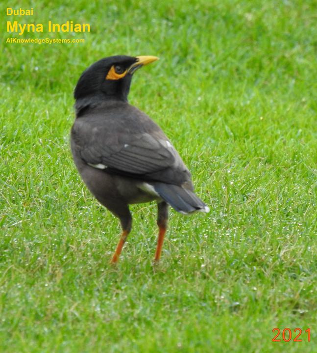 Myna (2) Coming Soon